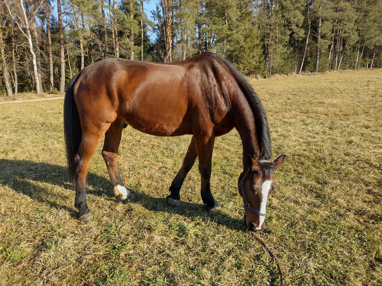 Bávaro Caballo castrado 9 años 175 cm Castaño in Fünfstetten