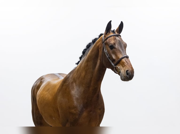 Bávaro Semental 4 años 168 cm Castaño in Waddinxveen