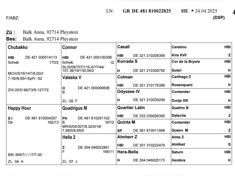 Bávaro Semental Potro (04/2025) 168 cm Castaño in Pleystein