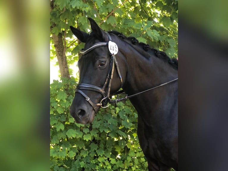 Bávaro Yegua 10 años 164 cm Negro in Schwabmünchen