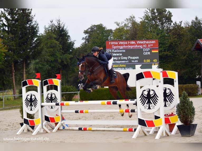 Bávaro Yegua 11 años 167 cm Castaño in Donnersdorf