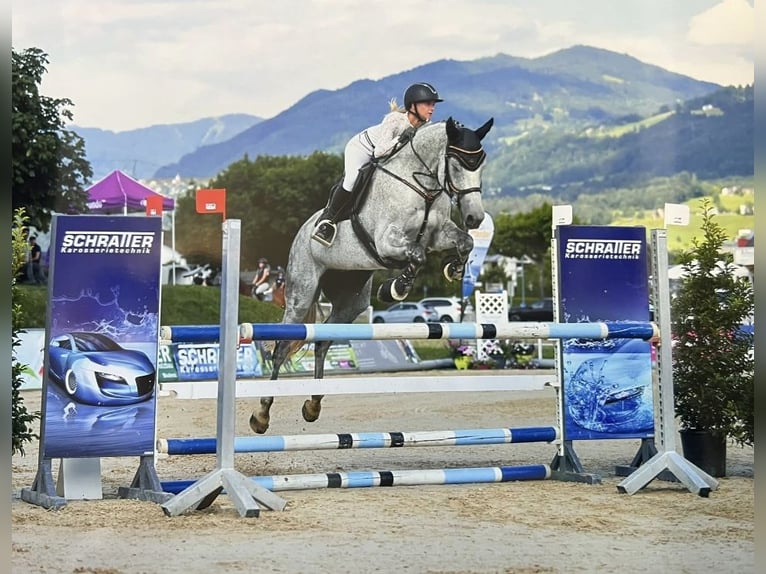 Bávaro Yegua 11 años 168 cm Tordo in Dornbirn