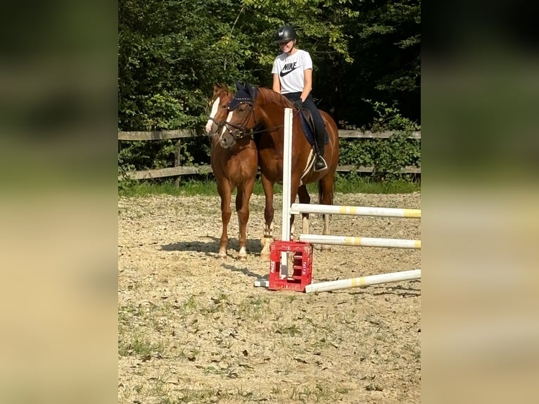 Bávaro Yegua 13 años 165 cm Alazán in Dreikirchen