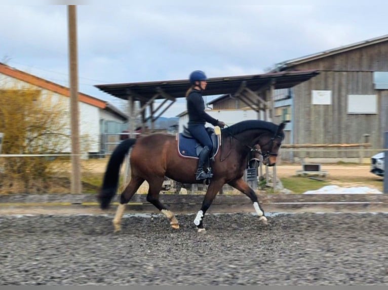 Bávaro Yegua 13 años 165 cm Castaño in Illertissen