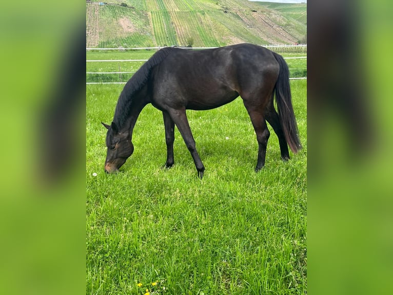 Bávaro Yegua 13 años 165 cm Castaño oscuro in Waldkirch