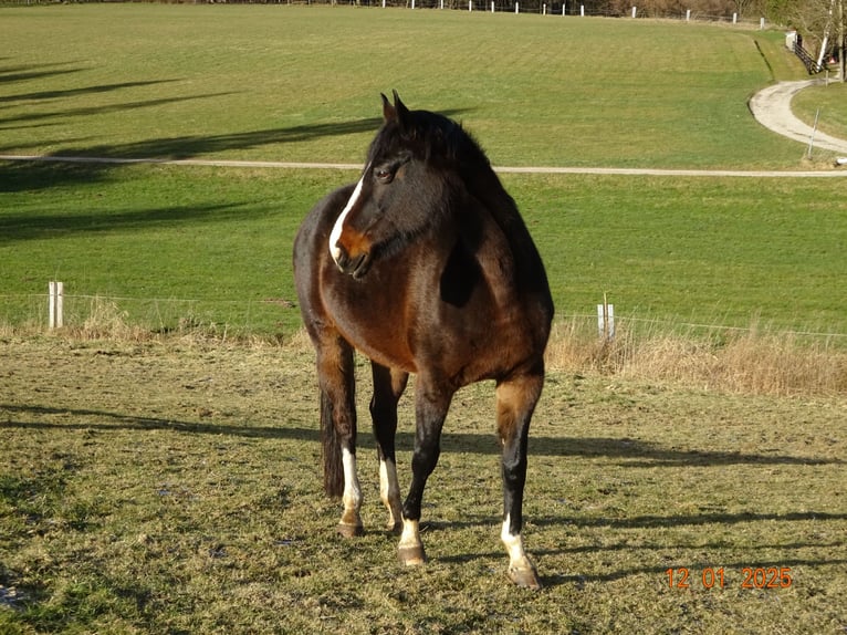 Bávaro Yegua 13 años 169 cm Castaño oscuro in Moosburg