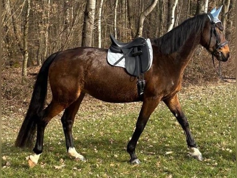 Bávaro Yegua 13 años 172 cm Castaño oscuro in Dietersburg