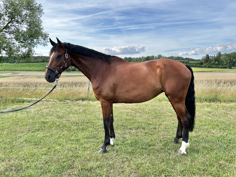 Bávaro Yegua 13 años 175 cm Castaño in Donnersdorf