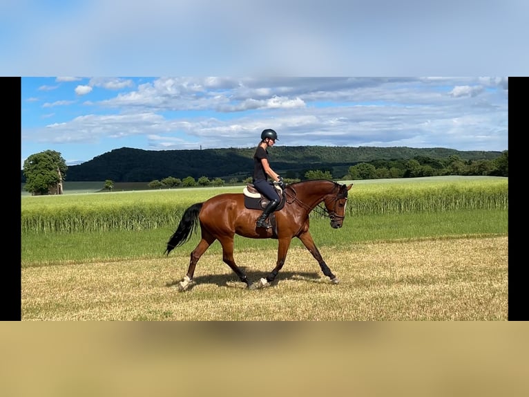 Bávaro Yegua 13 años 175 cm Castaño in Donnersdorf