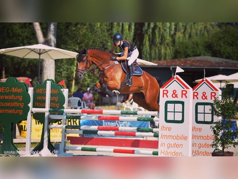 Bávaro Yegua 13 años 175 cm Castaño in Donnersdorf