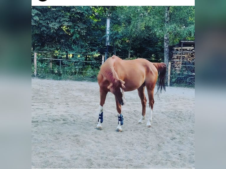 Bávaro Yegua 14 años 165 cm Alazán in Leutkirch im Allgäu