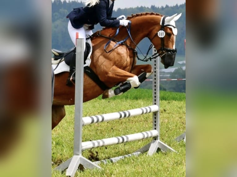 Bávaro Yegua 14 años 165 cm Alazán in Leutkirch im Allgäu