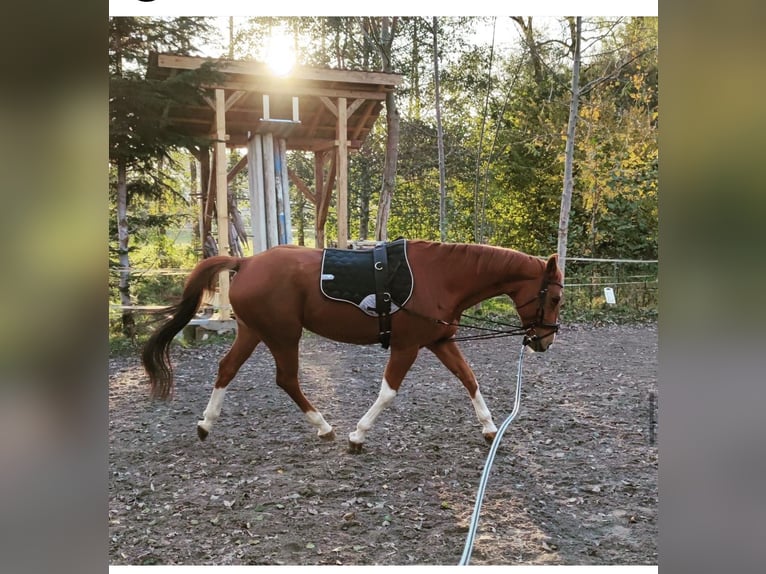 Bávaro Yegua 14 años 165 cm Alazán in Leutkirch im Allgäu