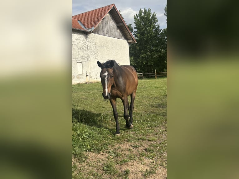 Bávaro Yegua 14 años 168 cm Castaño oscuro in Bad Griesbach im Rottal