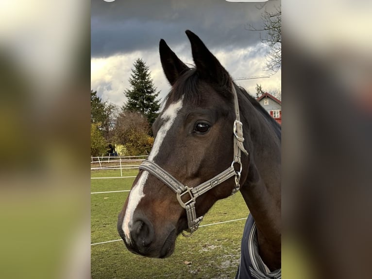 Bávaro Yegua 14 años 168 cm Castaño oscuro in Bad Griesbach im Rottal