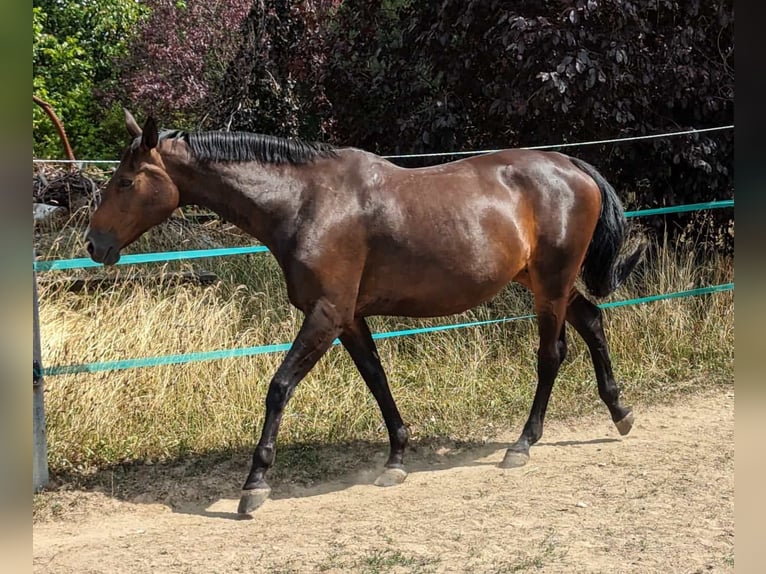 Bávaro Yegua 14 años 173 cm Castaño in Bautzen