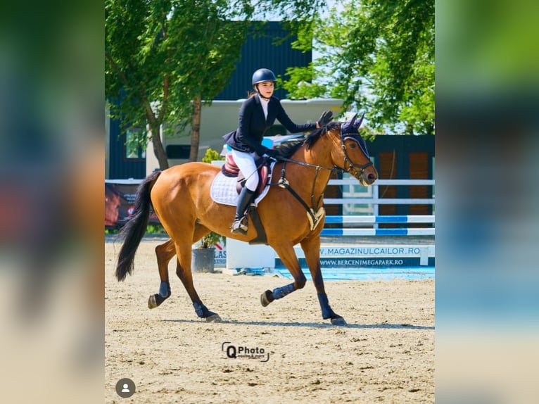 Bávaro Yegua 16 años 164 cm Castaño in Bra&#x15F;ov