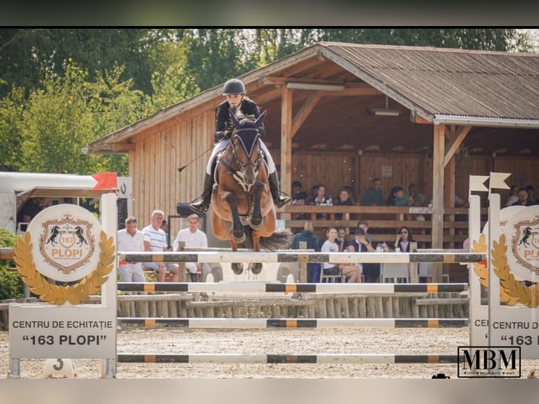 Bávaro Yegua 16 años 164 cm Castaño in Bra&#x15F;ov