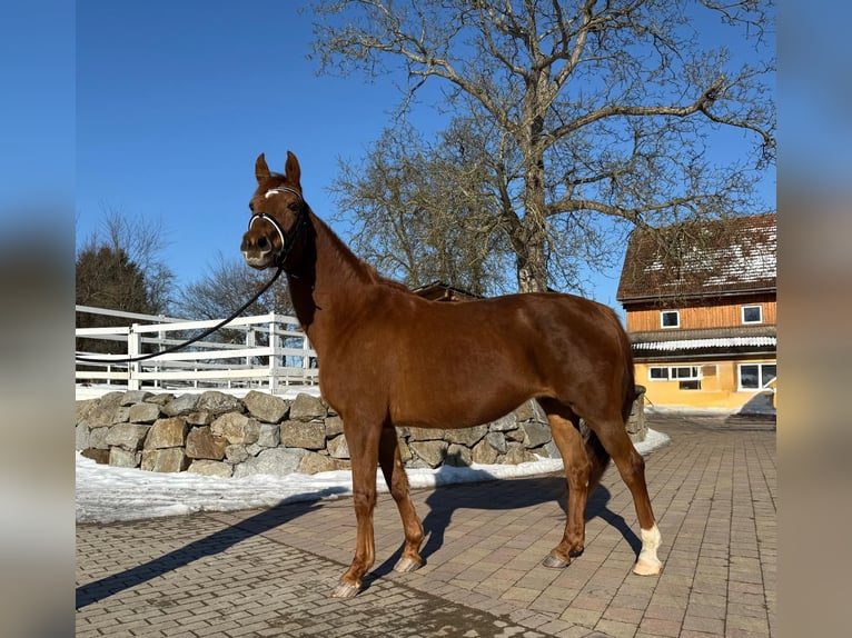 Bávaro Yegua 16 años 165 cm Alazán in Zell an der Pram