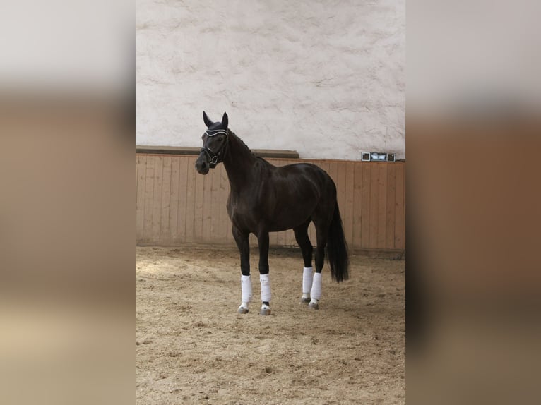 Bávaro Yegua 17 años 165 cm Morcillo in Rehau