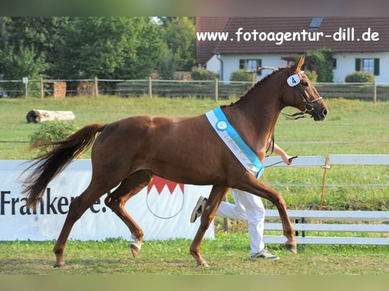 Bávaro Yegua 17 años 166 cm Alazán-tostado in Vohburg an der Donau