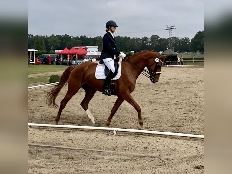 Bávaro Yegua 17 años 178 cm Alazán in Berlin