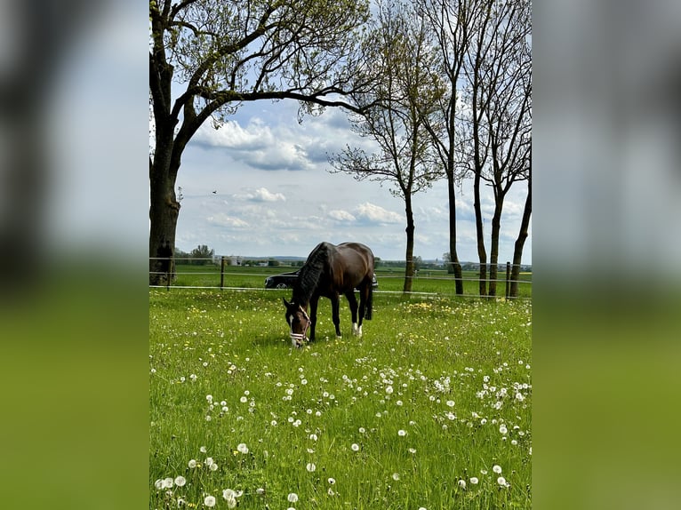 Bávaro Yegua 18 años 170 cm Castaño in Oettingen in Bayern