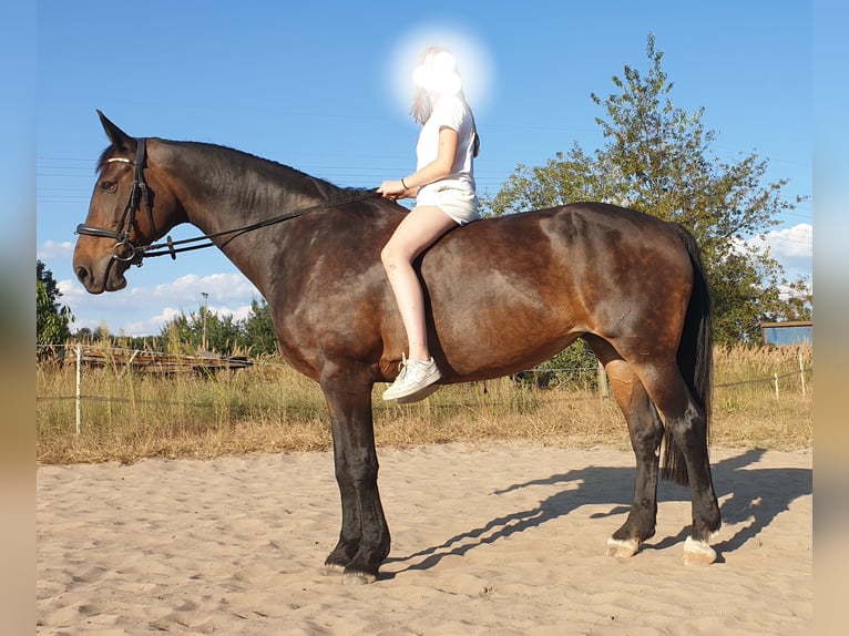 Bávaro Mestizo Yegua 18 años 172 cm Castaño oscuro in Schönefeld