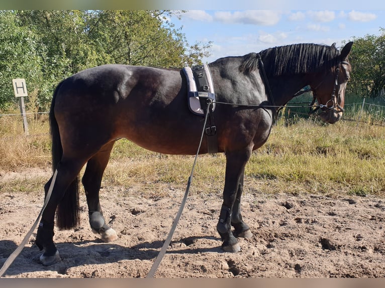 Bávaro Mestizo Yegua 18 años 172 cm Castaño oscuro in Schönefeld