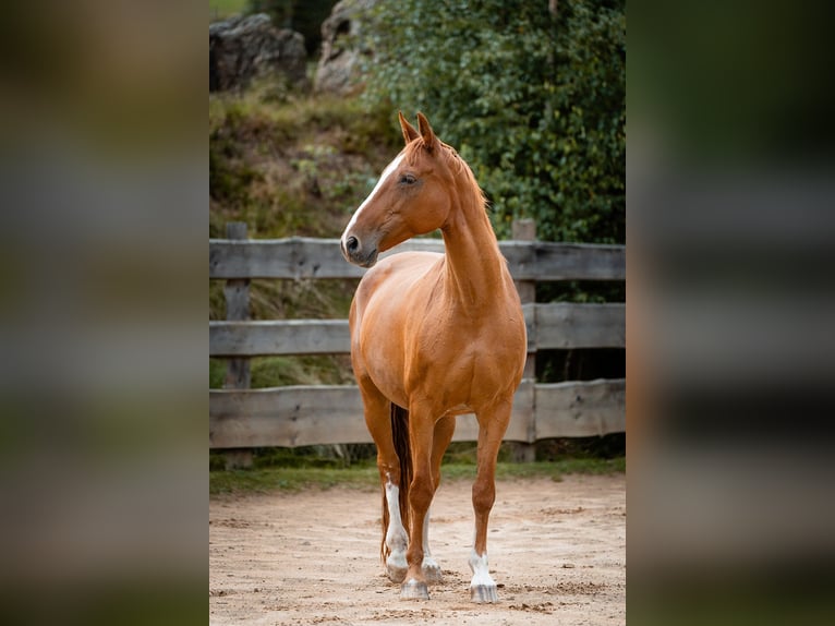 Bávaro Yegua 21 años 162 cm Alazán in Haidmühle