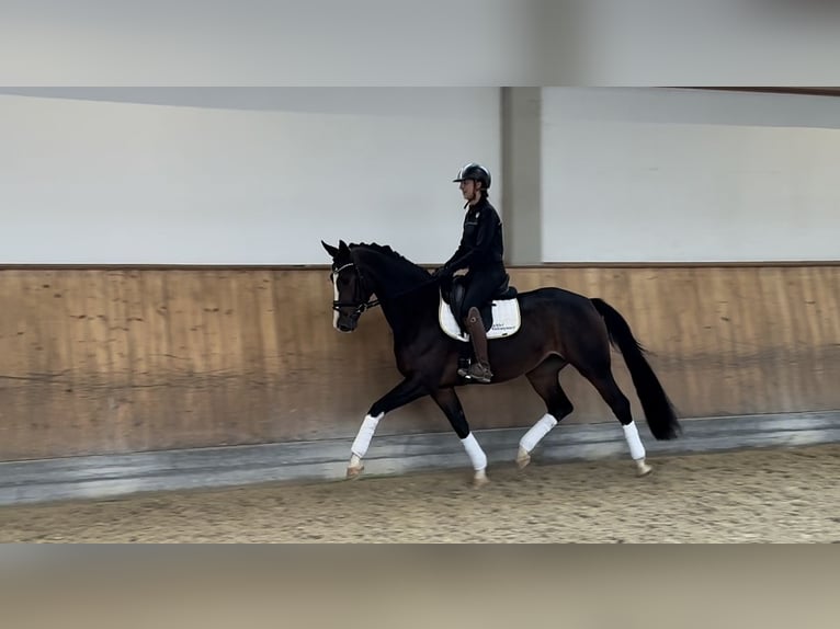 Bávaro Yegua 3 años 167 cm Castaño in Rottenburg an der Laaber