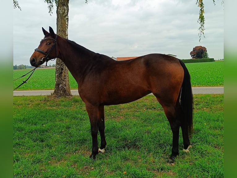 Bávaro Yegua 4 años 162 cm Castaño in Unterneukirchenunterneukirchen