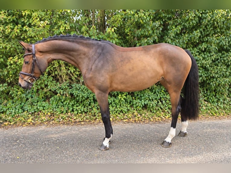 Bávaro Yegua 4 años 163 cm Castaño in Öpfingen
