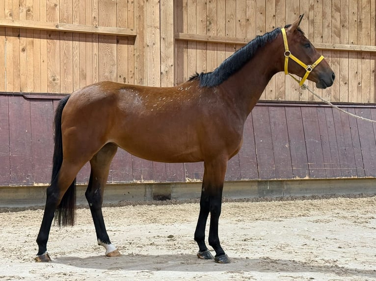 Bávaro Yegua 4 años 164 cm Castaño in Wertach
