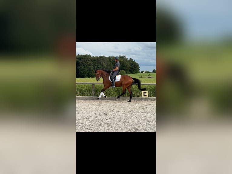 Bávaro Yegua 4 años 166 cm Castaño in Laaber