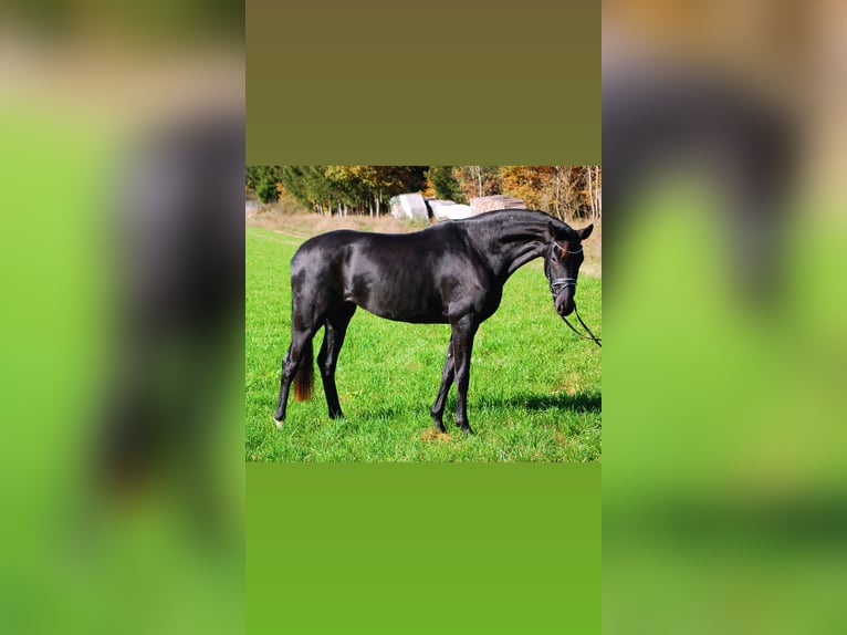 Bávaro Yegua 4 años 167 cm Negro in Trochtelfingen