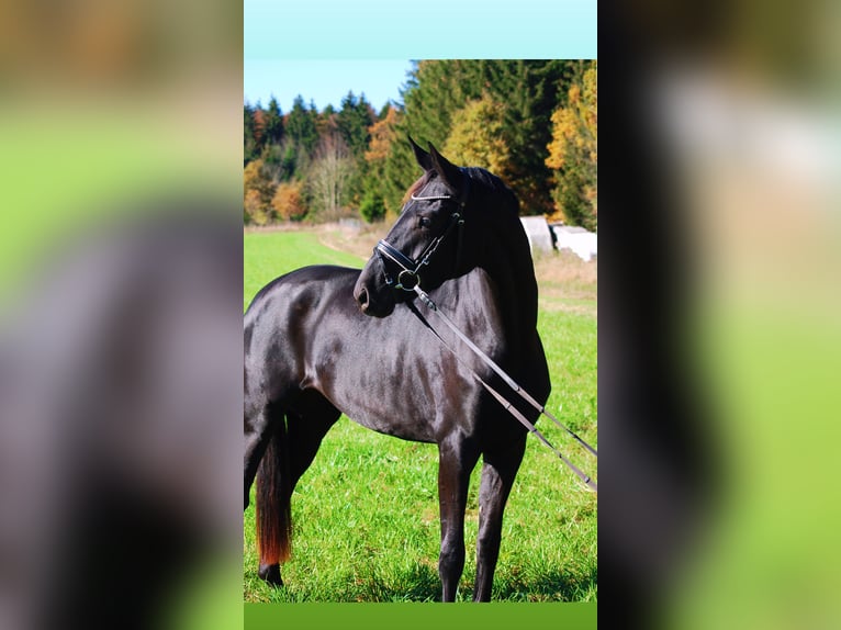 Bávaro Yegua 4 años 167 cm Negro in Trochtelfingen