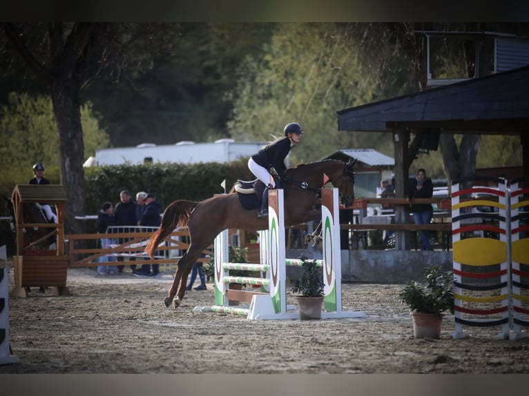 Bávaro Yegua 5 años 166 cm Alazán-tostado in Hofheim am Taunus