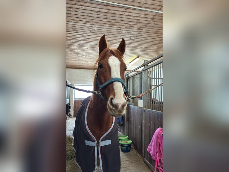 Bávaro Yegua 6 años 163 cm Alazán in Bad Griesbach im Rottal