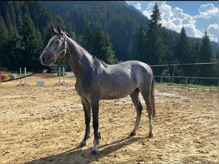 Bávaro Yegua 6 años 164 cm Tordo in Bocholt