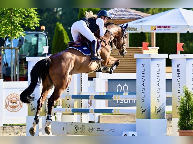 Bávaro Yegua 6 años 170 cm Castaño in Lauchheim