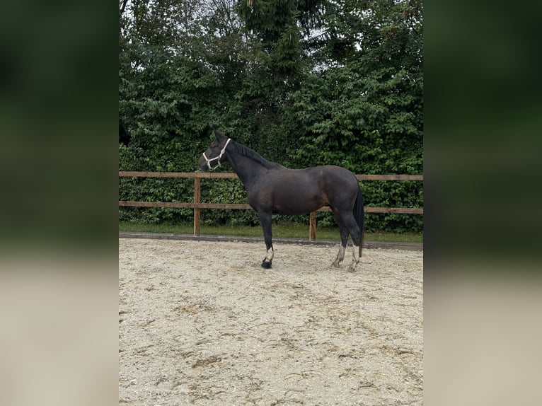 Bávaro Yegua 6 años 172 cm Castaño oscuro in Landsberg am Lech