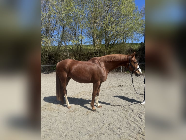 Bávaro Yegua 9 años 162 cm Alazán in Witzmannsberg