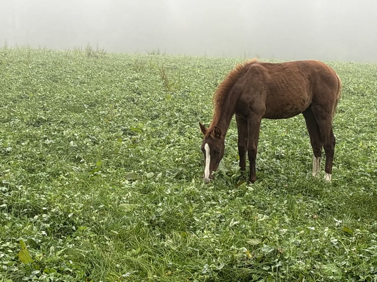 Bávaro Yegua Potro (05/2025) 170 cm Alazán-tostado in Bad Berneck im Fichtelgebirge