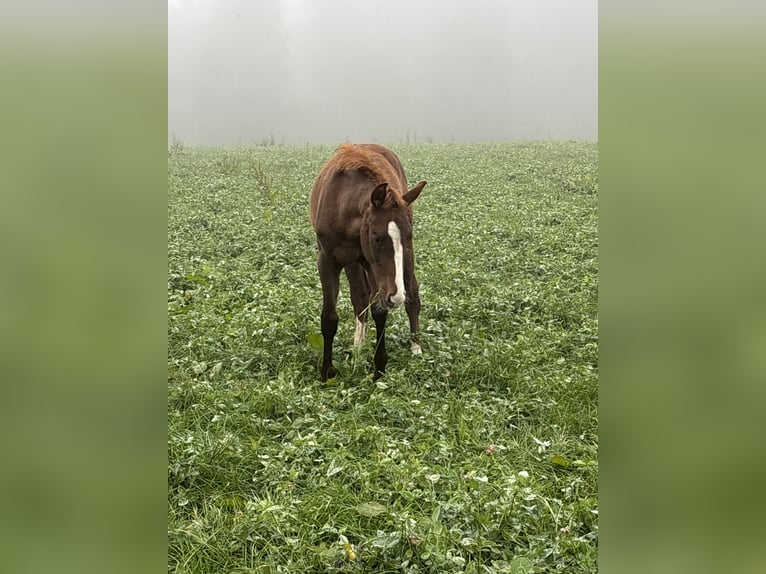 Bávaro Yegua Potro (05/2025) 170 cm Alazán-tostado in Bad Berneck im Fichtelgebirge