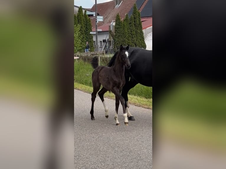 Bávaro Yegua Potro (04/2026) Negro in Bad Windsheim