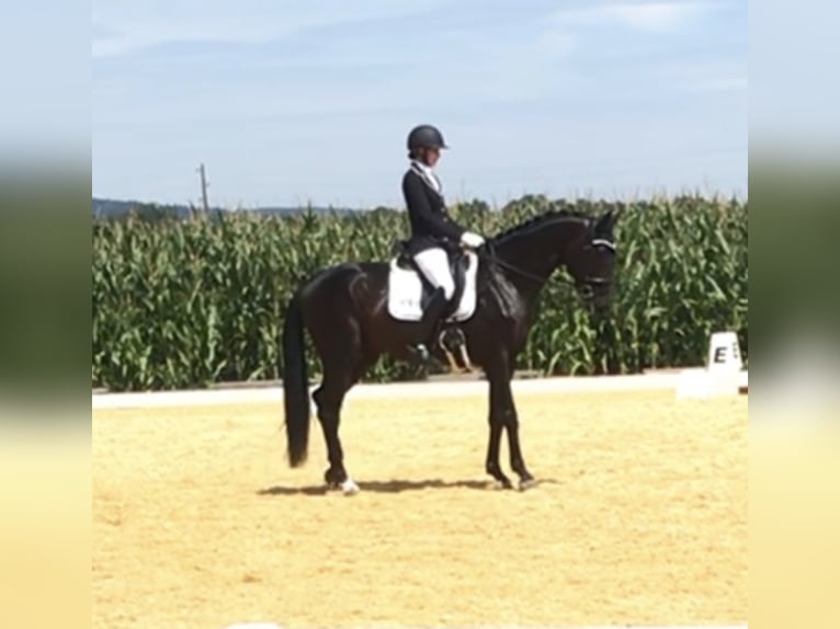 Bavarois Étalon 10 Ans 172 cm Bai brun in Bayerisch Gmain