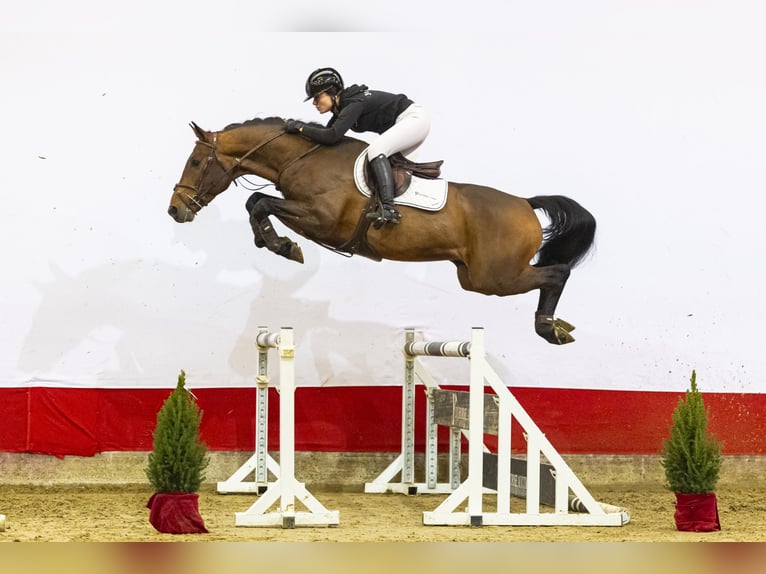 Bavarois Étalon 4 Ans 168 cm Bai in Waddinxveen