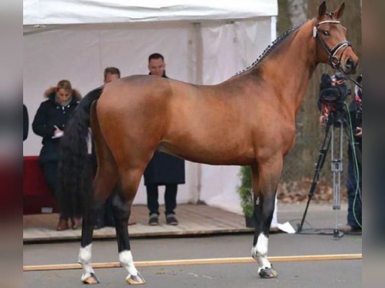 Bavarois Étalon 7 Ans 175 cm Bai in Riedlingen