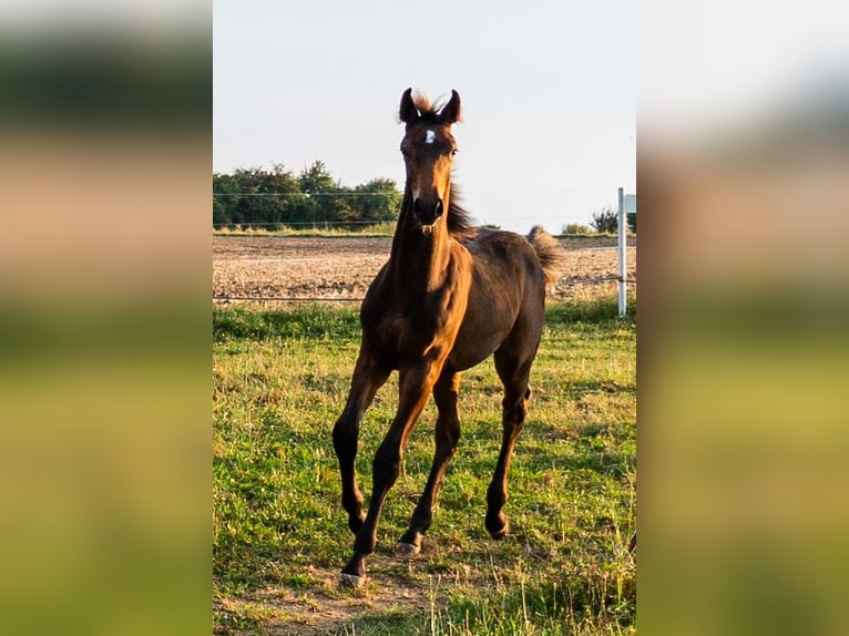 Bavarois Étalon Poulain (04/2024) 170 cm Bai brun foncé in Mainleus